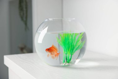 Yuvarlak akvaryumdaki güzel balıklar beyaz masada.