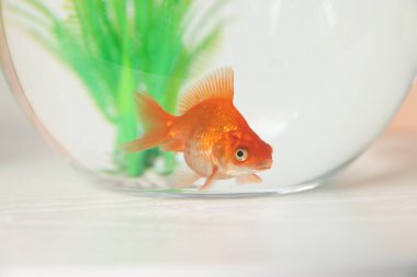 Yuvarlak akvaryumdaki güzel balıklar beyaz masada, yakın plan.