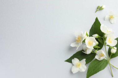 Işık arka planında yaprakları olan güzel yasemin çiçekleri, düz yatıyordu. Metin için boşluk