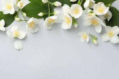 Işık arka planında yaprakları olan güzel yasemin çiçekleri, düz yatıyordu. Metin için boşluk