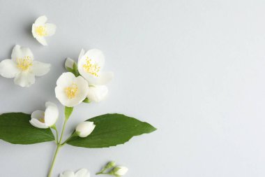 Işık arka planında yaprakları olan güzel yasemin çiçekleri, düz yatıyordu. Metin için boşluk