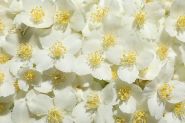 Arka plan olarak güzel yasemin çiçekleri, üst manzara