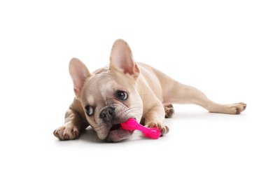 Beyaz arka planda evcil oyuncağı olan sevimli Fransız bulldog köpeği.