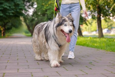 Parkta sevimli Alaska köpeği olan bir kadın, yakın plan.