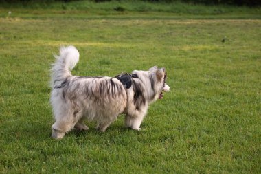 Sevimli Alaska köpeği dışarıda yeşil çimlerde yürüyor.