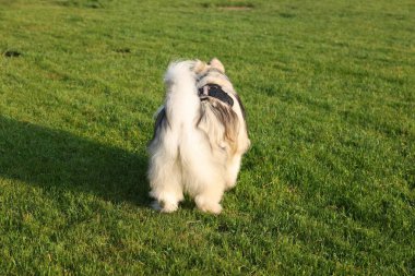 Sevimli Alaska 'lı köpek. Sabahları yeşil çimlerin üzerinde duruyor.