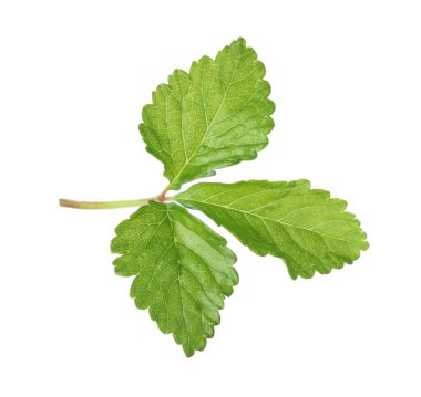 Yeşil çilek yapraklı Sprig beyaz üzerine izole