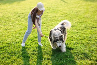Gülümseyen kadın sabahın köründe yeşil çimlerde sevimli Alaska malamute köpeğine sopa veriyor.