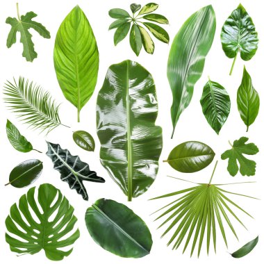 Birçok farklı tropikal yaprak beyaz üzerine izole, set