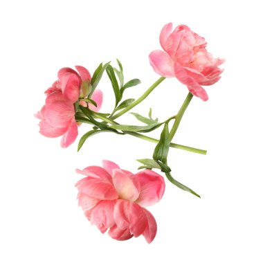 Beyaz arka planda havada güzel pembe şakayıklar