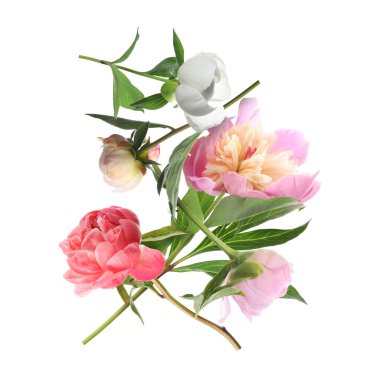 Beyaz arka planda havada güzel şakayıklar