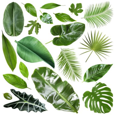 Birçok farklı tropikal yaprak beyaz üzerine izole, set