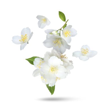 Güzel yasemin çiçekleri ve yeşil yapraklar beyaz arka plana düşüyor