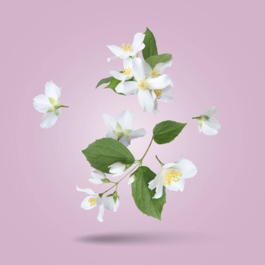 Güzel yasemin çiçekleri ve yeşil yapraklar menekşe eğimli arkaplana düşüyor