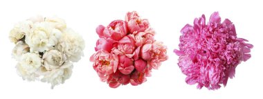 Beyaz arka planda güzel şakayık çiçekleri, set. Üst görünüm