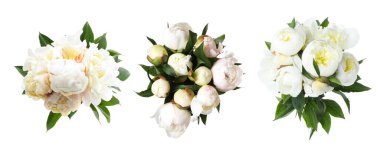 Beyaz arka planda güzel şakayık çiçekleri, set. Üst görünüm