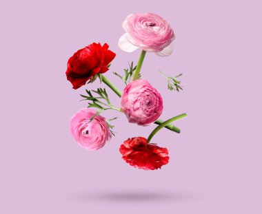 Güzel ranunculus çiçekleri menekşe arkaplanına düşer