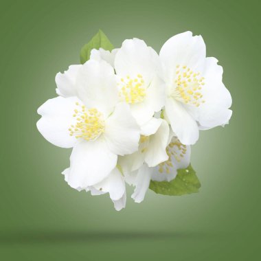 Güzel yasemin çiçekleri ve yeşil eğimli arka planda düşen taze yapraklar