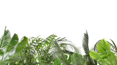 Beyaz arka planda farklı bitkilerin yeşil tropikal yaprakları