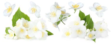 Beyaz arka planda güzel yasemin çiçekleri, kolaj