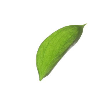 One fresh green Ruscus leaf isolated on white
