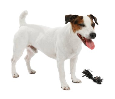 Beyaz arka planda oyuncakla oynayan sevimli bir köpek. Sevimli hayvan