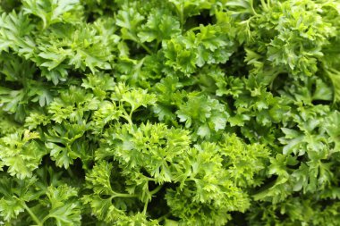 Arka plan olarak taze kıvırcık maydanoz, yakın plan görünümü
