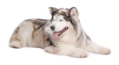 Beyaz arka planda güzel Alaska malamute köpeği