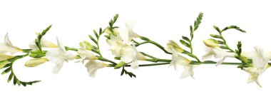 Beyaz arka planda güzel taze frezya çiçekleri