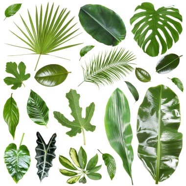 Birçok farklı tropikal yaprak beyaz üzerine izole, set