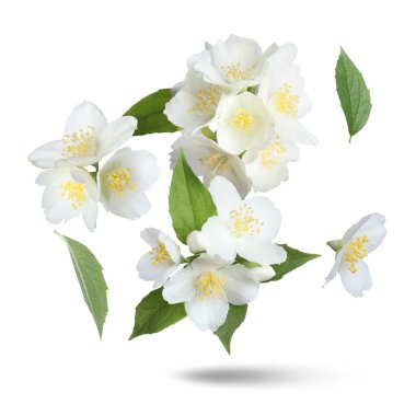 Güzel yasemin çiçekleri ve yeşil yapraklar beyaz arka plana düşüyor