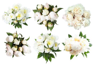 Beyaz arka planda güzel şakayık çiçekleri, kolaj. Üst görünüm