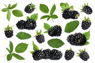 Beyaz arka planda taze böğürtlen ve yeşil yapraklar, kolaj