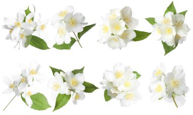 Beyaz arka planda güzel yasemin çiçekleri, kolaj