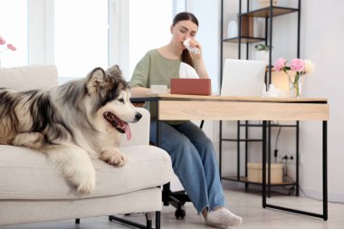 Çalışırken alerjisi olan bir kadın ve evde köpeği, seçici bir şekilde odaklanmış.