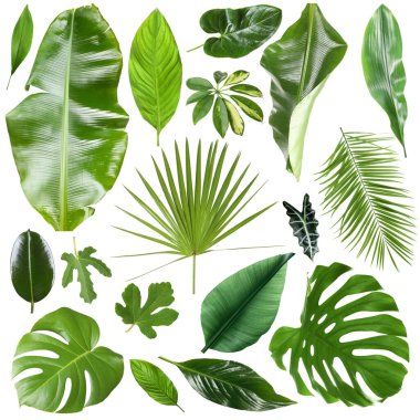 Birçok farklı tropikal yaprak beyaz üzerine izole, set