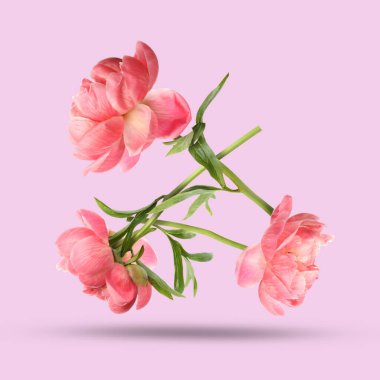 Gökyüzündeki güzel şakayıklar menekşe arkaplanına karşı