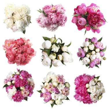 Beyaz arka planda güzel şakayık çiçekleri, kolaj. Üst görünüm