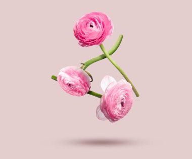 Güzel ranunculus çiçekleri Pastel pembe arka plana düşüyor