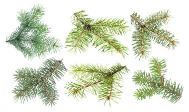 Beyaz arkaplanda yeşil köknar ağacı dalları, kolaj