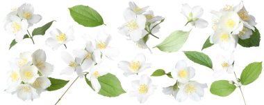 Güzel yasemin çiçekleri ve beyaz arka planda yeşil yapraklar, kolaj