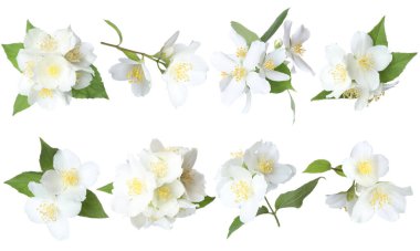 Güzel yasemin çiçekleri ve beyaz arka planda yeşil yapraklar, kolaj