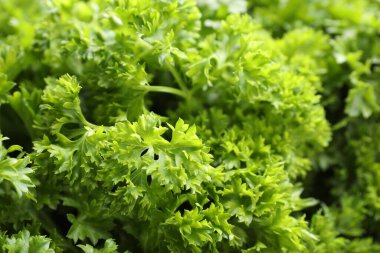 Arka plan olarak taze kıvırcık maydanoz, yakın plan görünümü
