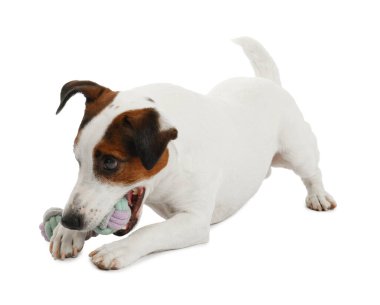 Beyaz arka planda oyuncakla oynayan sevimli bir köpek. Sevimli hayvan