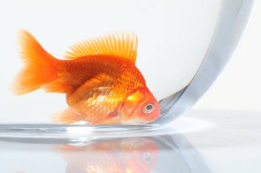 Akvaryumda yüzen altın balıklar, beyaz zemin üzerinde temiz su, yakın çekim