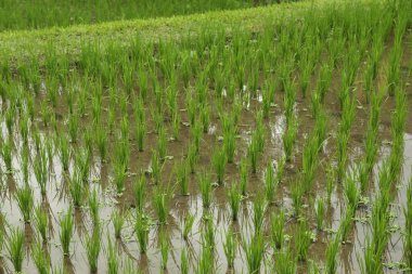 Çeltik tarlasında olgunlaşan pirinç bitkileri, yakın plan