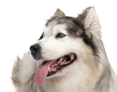 Beyaz arka planda güzel Alaska malamute köpeği