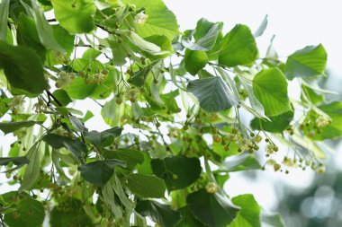 Yaprakları ve çiçekleri olan ıhlamur ağacı dalı, yakın plan.