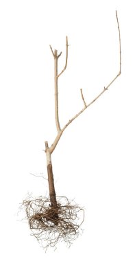 Kökleri beyaza ayrılmış bir bitki.