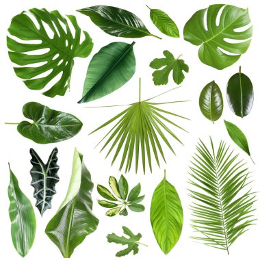 Birçok farklı tropikal yaprak beyaz üzerine izole, set